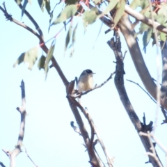 Melithreptus brevirostris (Brown-headed Honeyeater) at Mulligans Flat - 17 Jun 2023 by TomW