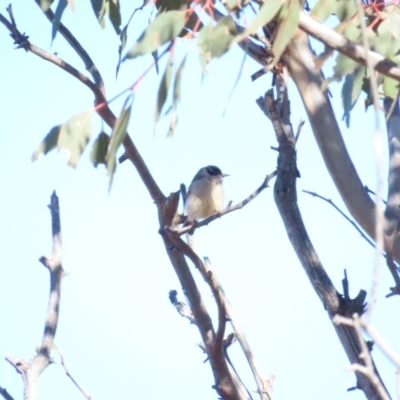 Melithreptus brevirostris (Brown-headed Honeyeater) at Throsby, ACT - 17 Jun 2023 by BenW