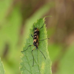 Gynoplistia (Gynoplistia) bella (A crane fly) at Sullivans Creek, Turner - 6 Apr 2023 by ConBoekel