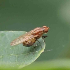 Sapromyza brunneovittata (A lauxid fly) at Sullivans Creek, Turner - 6 Apr 2023 by ConBoekel