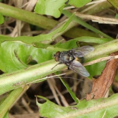 Calliphora sp. (genus) (Unidentified blowfly) at Sullivans Creek, Turner - 6 Apr 2023 by ConBoekel