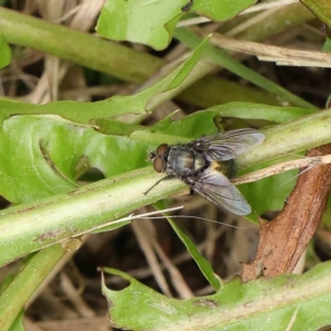 Calliphora sp. (genus) at Turner, ACT - 6 Apr 2023