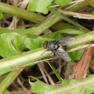 Calliphora sp. (genus) (Unidentified blowfly) at Sullivans Creek, Turner - 6 Apr 2023 by ConBoekel
