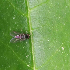 Platypezidae sp. (family) (Unidentified platypezid fly) at Sullivans Creek, Turner - 6 Apr 2023 by ConBoekel