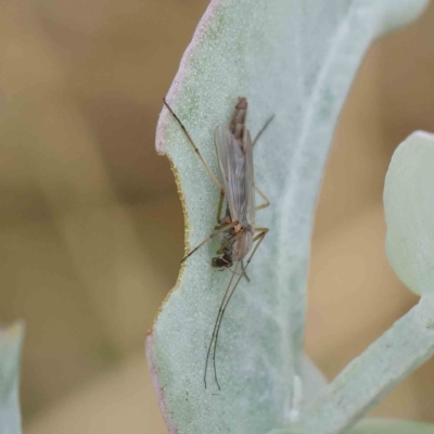 Chironomidae (family) (Non-biting Midge) at Sullivans Creek, Turner - 6 Apr 2023 by ConBoekel