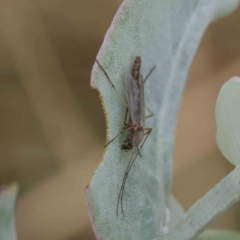 Chironomidae (family) at Turner, ACT - 6 Apr 2023