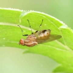 Sapromyza brunneovittata (A lauxid fly) at Haig Park - 6 Apr 2023 by ConBoekel
