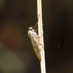 Chiromyza sp. (genus) (A soldier fly) at Sullivans Creek, Turner - 6 Apr 2023 by ConBoekel