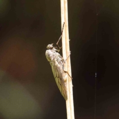 Chiromyza sp. (genus) (A soldier fly) at City Renewal Authority Area - 6 Apr 2023 by ConBoekel