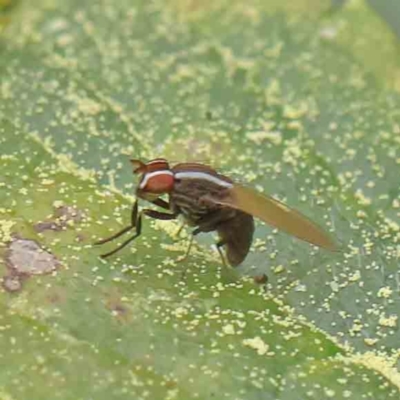 Poecilohetaerus sp. (genus) (Lauxaniid fly) at Sullivans Creek, Turner - 6 Apr 2023 by ConBoekel