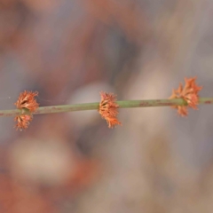 Rumex brownii (Slender Dock) at Haig Park - 5 Apr 2023 by ConBoekel