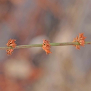 Rumex brownii at Turner, ACT - 6 Apr 2023