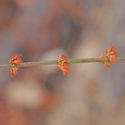 Rumex brownii (Slender Dock) at Turner, ACT - 5 Apr 2023 by ConBoekel