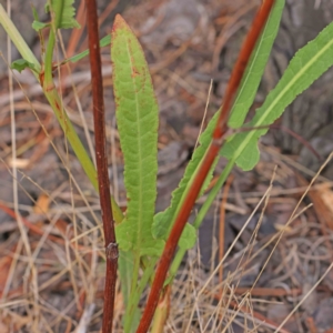 Rumex brownii at Turner, ACT - 6 Apr 2023