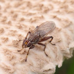 Tapeigaster sp. (genus) (Fungus fly, Heteromyzid fly) at Sullivans Creek, Turner - 6 Apr 2023 by ConBoekel