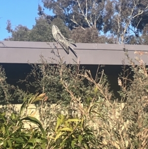 Podargus strigoides at Hughes, ACT - 17 Jun 2023