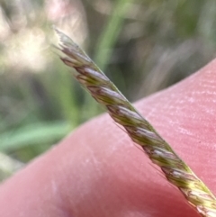 Chloris gayana (Rhodes Grass) at Kangaroo Valley, NSW - 18 Jun 2023 by lbradleyKV