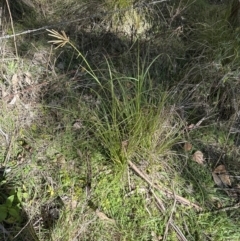 Chloris gayana at Kangaroo Valley, NSW - suppressed