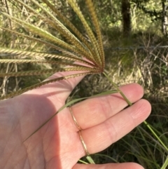 Chloris gayana at Kangaroo Valley, NSW - suppressed