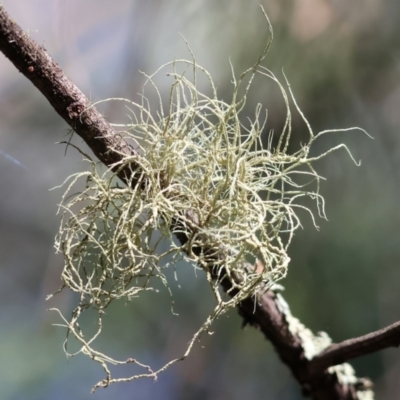 Usnea sp. at Yackandandah, VIC - 9 May 2023 by KylieWaldon