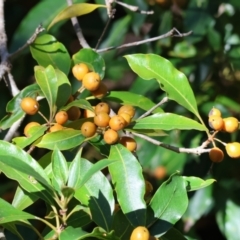 Pittosporum undulatum (sweet pittosporum) at Yackandandah, VIC - 9 May 2023 by KylieWaldon