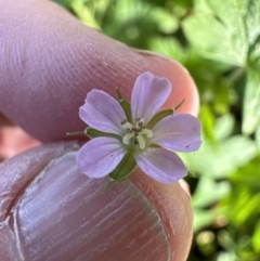 Geranium homeanum at Kangaroo Valley, NSW - suppressed