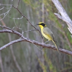 Lichenostomus melanops (Yellow-tufted Honeyeater) at Tennent, ACT - 3 Jun 2023 by Liam.m