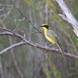 Lichenostomus melanops at Tennent, ACT - suppressed