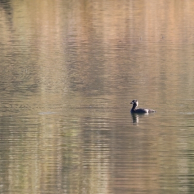 Biziura lobata (Musk Duck) at QPRC LGA - 11 Jun 2023 by Liam.m