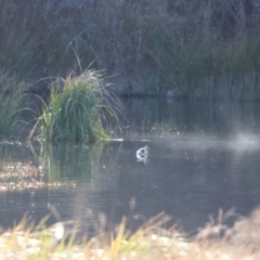 Poliocephalus poliocephalus (Hoary-headed Grebe) at Googong Foreshore - 10 Jun 2023 by Liam.m