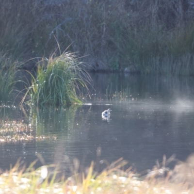 Poliocephalus poliocephalus (Hoary-headed Grebe) at QPRC LGA - 10 Jun 2023 by Liam.m