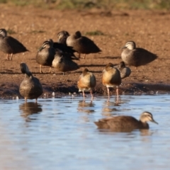 Dendrocygna eytoni (Plumed Whistling-Duck) at Bungendore, NSW - 17 Jun 2023 by Liam.m