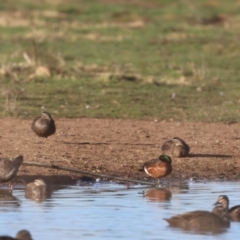 Anas castanea (Chestnut Teal) at QPRC LGA - 17 Jun 2023 by Liam.m