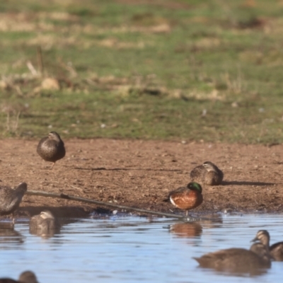 Anas castanea (Chestnut Teal) at Bungendore, NSW - 17 Jun 2023 by Liam.m