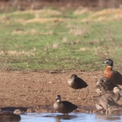 Tadorna tadornoides (Australian Shelduck) at Bungendore, NSW - 17 Jun 2023 by Liam.m