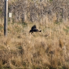 Aquila audax (Wedge-tailed Eagle) at Bungendore, NSW - 18 Jun 2023 by Liam.m