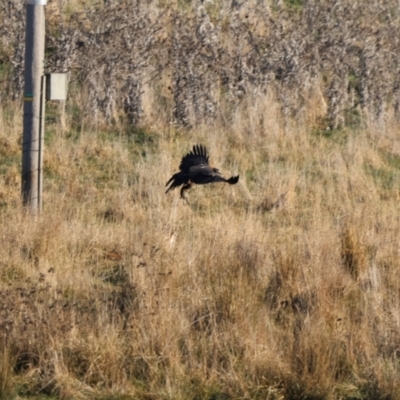 Aquila audax (Wedge-tailed Eagle) at QPRC LGA - 17 Jun 2023 by Liam.m