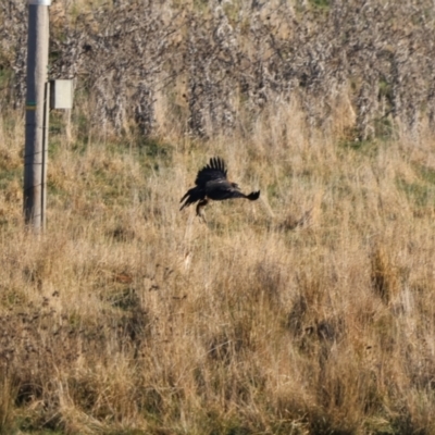 Aquila audax (Wedge-tailed Eagle) at Bungendore, NSW - 18 Jun 2023 by Liam.m