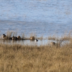 Himantopus leucocephalus at Lake George, NSW - 18 Jun 2023