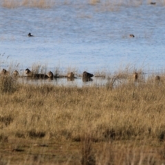 Stictonetta naevosa (Freckled Duck) at Lake George, NSW - 18 Jun 2023 by Liam.m