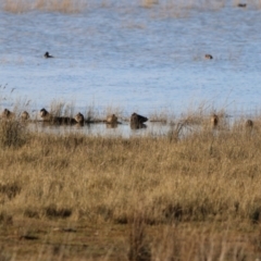 Stictonetta naevosa (Freckled Duck) at QPRC LGA - 17 Jun 2023 by Liam.m