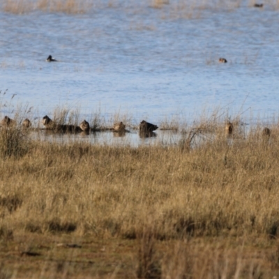 Stictonetta naevosa (Freckled Duck) at Lake George, NSW - 18 Jun 2023 by Liam.m