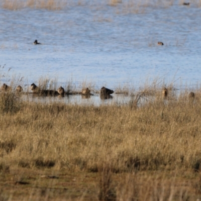 Stictonetta naevosa (Freckled Duck) at QPRC LGA - 17 Jun 2023 by Liam.m