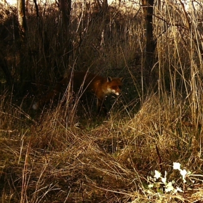 Vulpes vulpes (Red Fox) at Gungaderra Grasslands - 18 Jun 2023 by ChrisHolder
