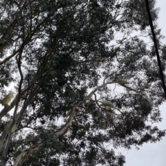 Cacatua galerita (Sulphur-crested Cockatoo) at Curtin, ACT - 18 Jun 2023 by BJR