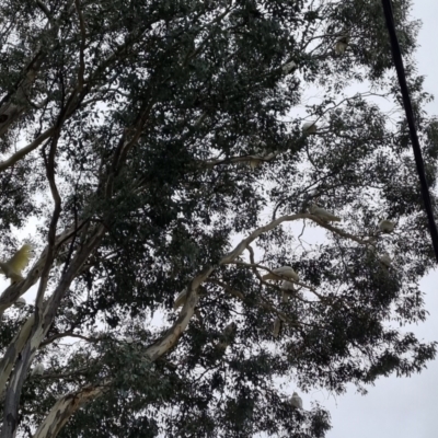 Cacatua galerita (Sulphur-crested Cockatoo) at Allan Gillies Park - 18 Jun 2023 by BJR