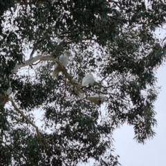 Cacatua galerita at Curtin, ACT - 18 Jun 2023 11:50 AM