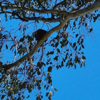 Grallina cyanoleuca (Magpie-lark) at Allan Gillies Park - 29 Oct 2022 by BJR