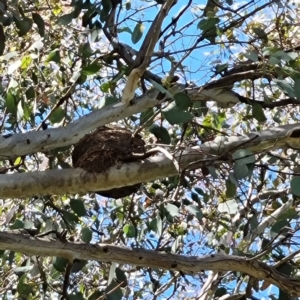 Grallina cyanoleuca at Curtin, ACT - 29 Oct 2022