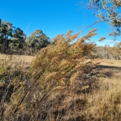 Cassinia sifton (Sifton Bush, Chinese Shrub) at Jerrabomberra, ACT - 18 Jun 2023 by Mike